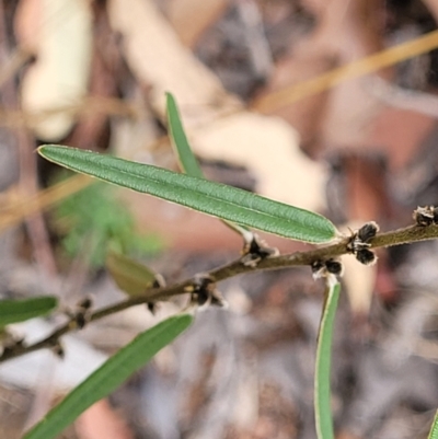 Hovea heterophylla (Common Hovea) at Denman Prospect 2 Estate Deferred Area (Block 12) - 25 Feb 2022 by tpreston