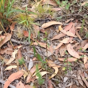 Hovea heterophylla at Molonglo Valley, ACT - 25 Feb 2022