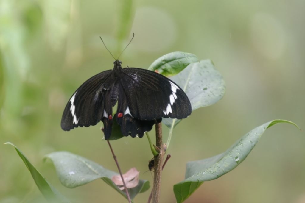 Papilio aegeus at Downer, ACT - 25 Feb 2022