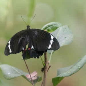 Papilio aegeus at Downer, ACT - 25 Feb 2022