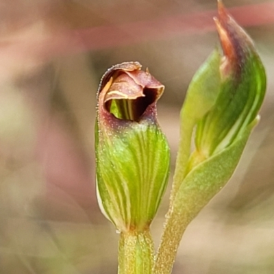Speculantha rubescens (Blushing Tiny Greenhood) at Stromlo, ACT - 25 Feb 2022 by trevorpreston