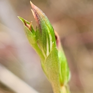 Speculantha rubescens at Stromlo, ACT - suppressed