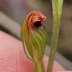 Speculantha rubescens at Stromlo, ACT - suppressed