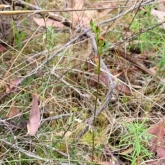 Speculantha rubescens at Stromlo, ACT - suppressed