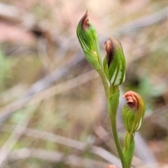 Speculantha rubescens at Stromlo, ACT - suppressed