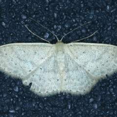 Scopula optivata (Varied Wave) at Thredbo, NSW - 19 Feb 2022 by jb2602