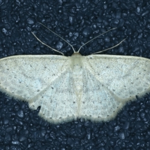 Scopula optivata at Thredbo, NSW - 19 Feb 2022