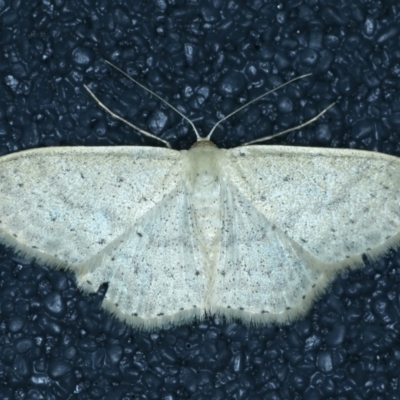 Scopula optivata (Varied Wave) at Kosciuszko National Park - 19 Feb 2022 by jb2602