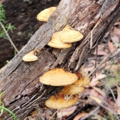 Truncospora ochroleuca at Stromlo, ACT - 25 Feb 2022 by trevorpreston