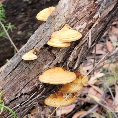 Truncospora ochroleuca at Stromlo, ACT - 25 Feb 2022 by trevorpreston