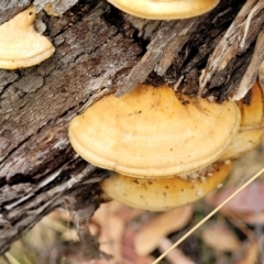 Truncospora ochroleuca at Stromlo, ACT - 25 Feb 2022