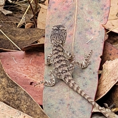 Amphibolurus muricatus (Jacky Lizard) at Piney Ridge - 25 Feb 2022 by tpreston