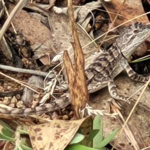 Amphibolurus muricatus at Molonglo Valley, ACT - 25 Feb 2022