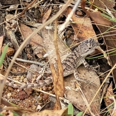 Amphibolurus muricatus at Molonglo Valley, ACT - 25 Feb 2022 12:40 PM