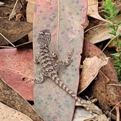 Amphibolurus muricatus at Molonglo Valley, ACT - 25 Feb 2022 12:40 PM