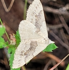 Dichromodes molybdaria (Plain Heath Moth) at Denman Prospect 2 Estate Deferred Area (Block 12) - 25 Feb 2022 by trevorpreston