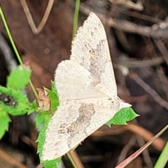 Dichromodes molybdaria at Molonglo Valley, ACT - 25 Feb 2022