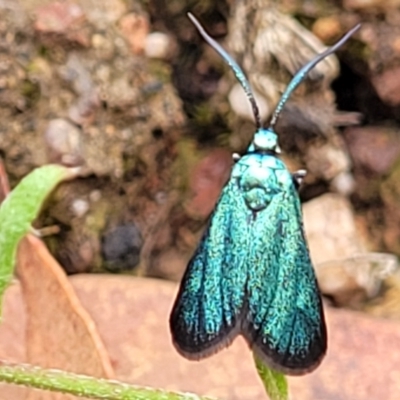 Pollanisus viridipulverulenta (Satin-green Forester) at Block 402 - 25 Feb 2022 by trevorpreston