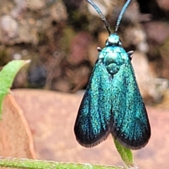 Pollanisus viridipulverulenta at Molonglo Valley, ACT - 25 Feb 2022