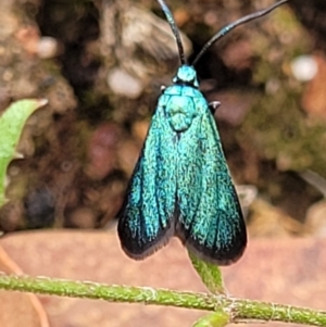 Pollanisus viridipulverulenta at Molonglo Valley, ACT - 25 Feb 2022