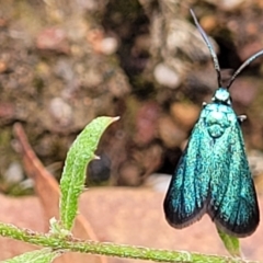 Pollanisus viridipulverulenta at Molonglo Valley, ACT - 25 Feb 2022