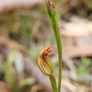 Speculantha rubescens at Molonglo Valley, ACT - 25 Feb 2022