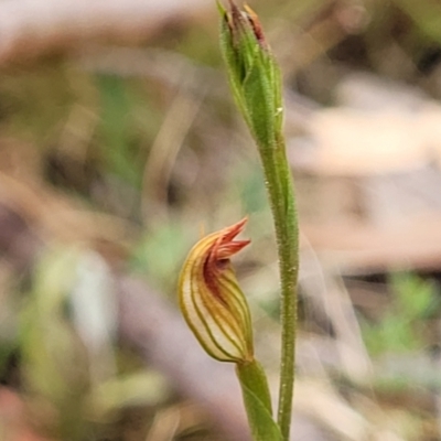 Speculantha rubescens (Blushing Tiny Greenhood) at Molonglo Valley, ACT - 25 Feb 2022 by tpreston