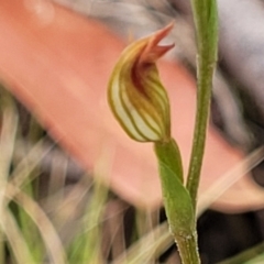 Speculantha rubescens at Molonglo Valley, ACT - 25 Feb 2022