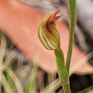 Speculantha rubescens at Molonglo Valley, ACT - suppressed