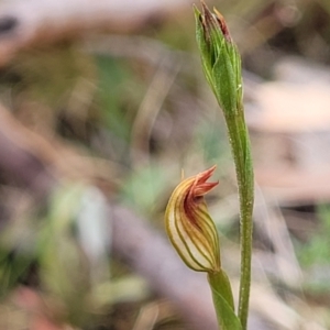 Speculantha rubescens at Molonglo Valley, ACT - 25 Feb 2022