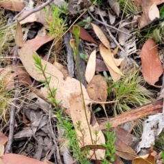 Speculantha rubescens at Molonglo Valley, ACT - 25 Feb 2022