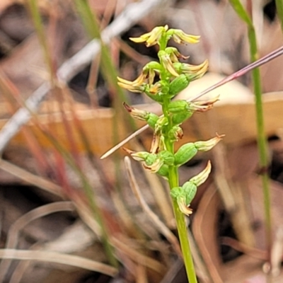 Corunastylis clivicola (Rufous midge orchid) at Denman Prospect 2 Estate Deferred Area (Block 12) - 25 Feb 2022 by tpreston