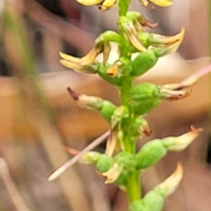 Corunastylis clivicola at Molonglo Valley, ACT - 25 Feb 2022