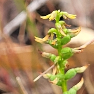 Corunastylis clivicola at Molonglo Valley, ACT - suppressed