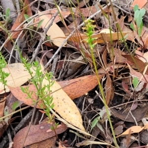 Corunastylis clivicola at Molonglo Valley, ACT - suppressed