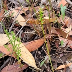 Corunastylis clivicola at Molonglo Valley, ACT - 25 Feb 2022