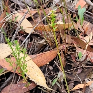 Corunastylis clivicola at Molonglo Valley, ACT - 25 Feb 2022