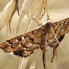 Nacoleia rhoeoalis (Spilomelinae) at Piney Ridge - 25 Feb 2022 by tpreston