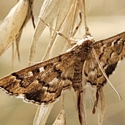 Nacoleia rhoeoalis (A Crambid moth (Spilomelinae) at Molonglo Valley, ACT - 25 Feb 2022 by trevorpreston