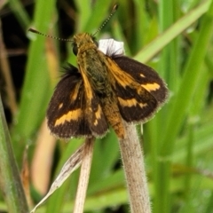 Taractrocera papyria (White-banded Grass-dart) at Denman Prospect 2 Estate Deferred Area (Block 12) - 25 Feb 2022 by trevorpreston