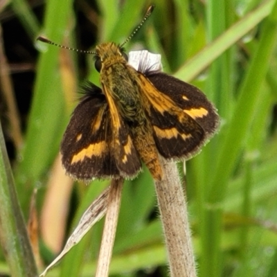 Taractrocera papyria (White-banded Grass-dart) at Molonglo Valley, ACT - 25 Feb 2022 by trevorpreston