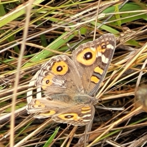 Junonia villida at Molonglo Valley, ACT - 25 Feb 2022 12:02 PM