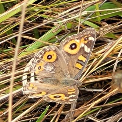 Junonia villida (Meadow Argus) at Molonglo Valley, ACT - 25 Feb 2022 by tpreston