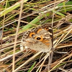 Junonia villida at Molonglo Valley, ACT - 25 Feb 2022 12:02 PM