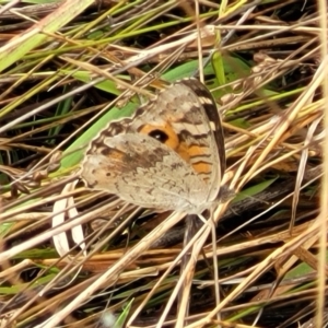 Junonia villida at Molonglo Valley, ACT - 25 Feb 2022 12:02 PM