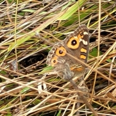 Junonia villida at Molonglo Valley, ACT - 25 Feb 2022