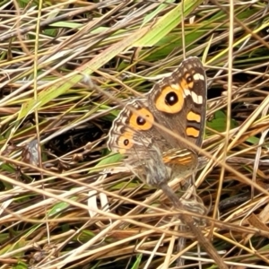 Junonia villida at Molonglo Valley, ACT - 25 Feb 2022 12:02 PM