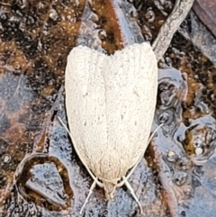 Chezala privatella (A Concealer moth) at Molonglo Valley, ACT - 25 Feb 2022 by trevorpreston