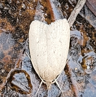 Chezala privatella (A Concealer moth) at Molonglo Valley, ACT - 25 Feb 2022 by trevorpreston