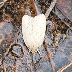 Chezala privatella at Molonglo Valley, ACT - 25 Feb 2022